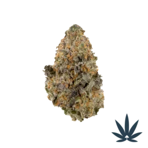 King Gelato